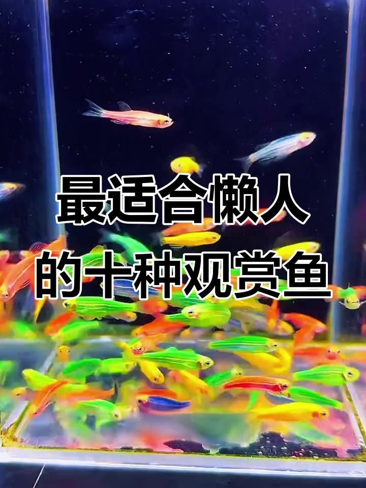 觀賞魚品種介紹大全