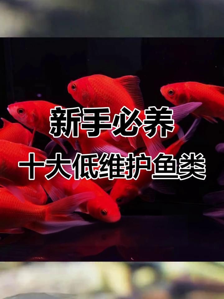 觀賞魚品種介紹大全