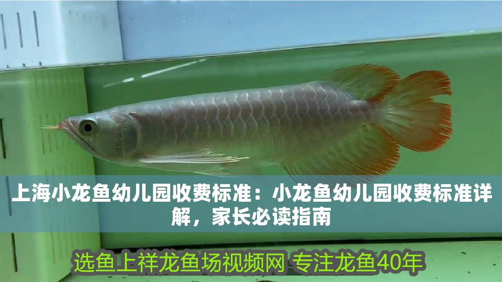上海小龍魚幼兒園收費標準：小龍魚幼兒園收費標準詳解，家長必讀指南