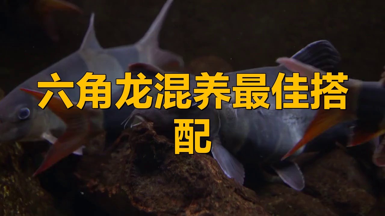 六角龍魚和六角恐龍魚混養(yǎng)