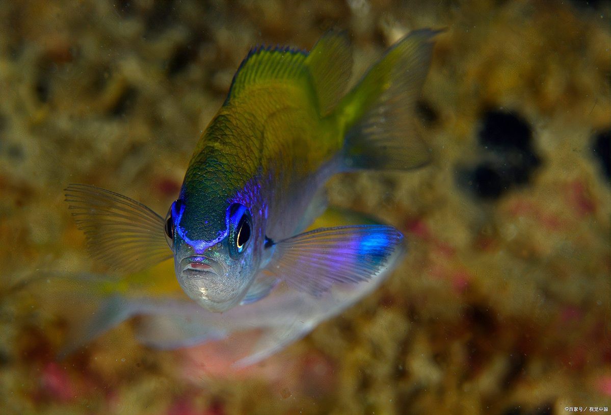 麗麗魚和曼龍魚的區別