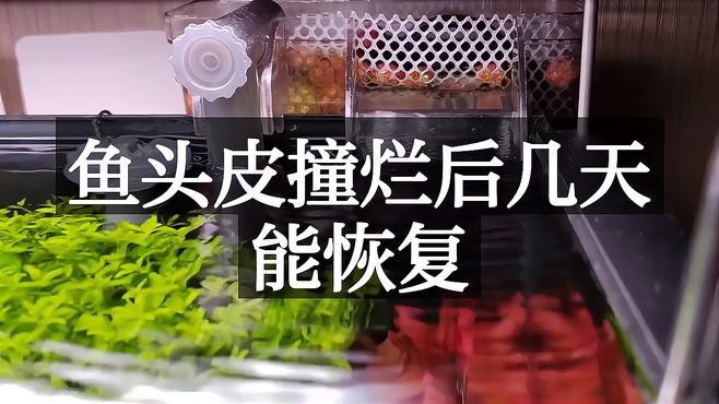 龍魚頭部撞傷后多久會(huì)恢復(fù)？
