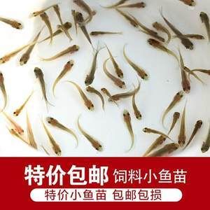 多大的銀龍魚可以吃小魚苗飼料（銀龍魚吃什么飼料最好）