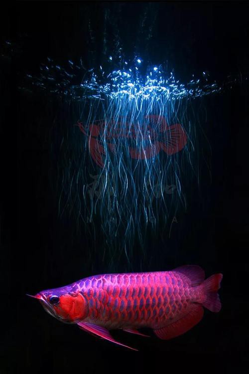 如何設置紅龍魚壁紙？ 如何設置紅龍魚壁紙？ 龍魚百科 第6張