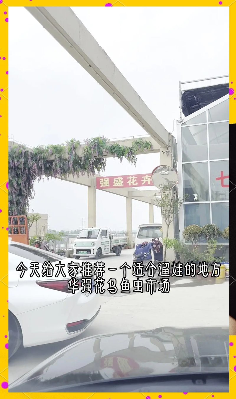 臨沂哪里有賣龍魚的市場啊視頻