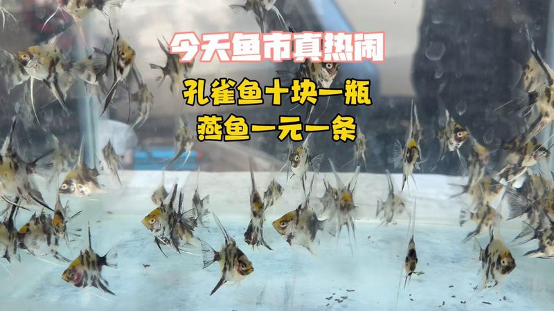 臨沂哪里有賣龍魚的市場啊視頻
