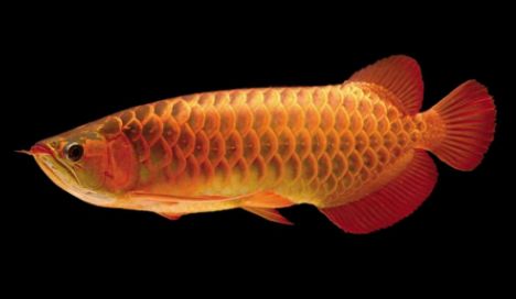 黃金龍魚的養殖方法視頻：金龍魚的養殖方法 黃金龍魚的養殖方法視頻：金龍魚的養殖方法 龍魚百科 第1張