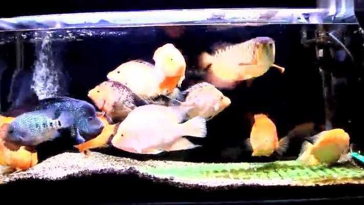 黃金龍魚的養殖方法視頻：金龍魚的養殖方法 黃金龍魚的養殖方法視頻：金龍魚的養殖方法 龍魚百科 第2張