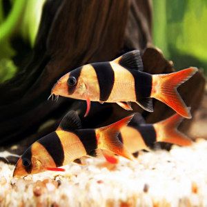 三間鼠和龍魚混養好嗎：三間鼠和龍魚混養的注意事項 三間鼠和龍魚混養好嗎：三間鼠和龍魚混養的注意事項 龍魚百科 第2張