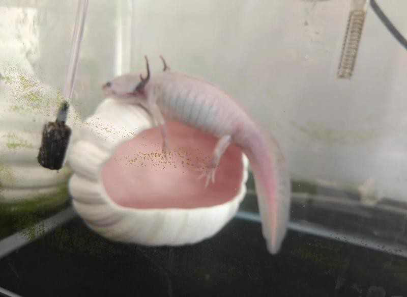 如何判斷六角龍魚是否恢復？