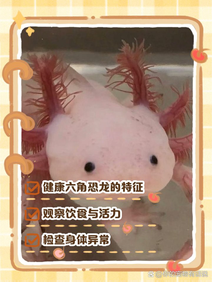 如何判斷六角龍魚是否恢復？