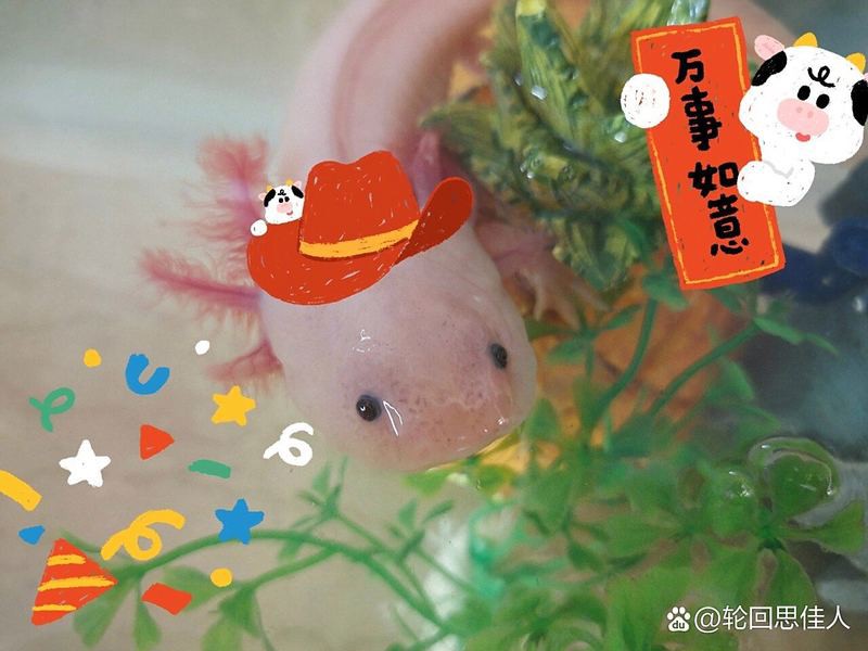如何判斷六角龍魚是否恢復？