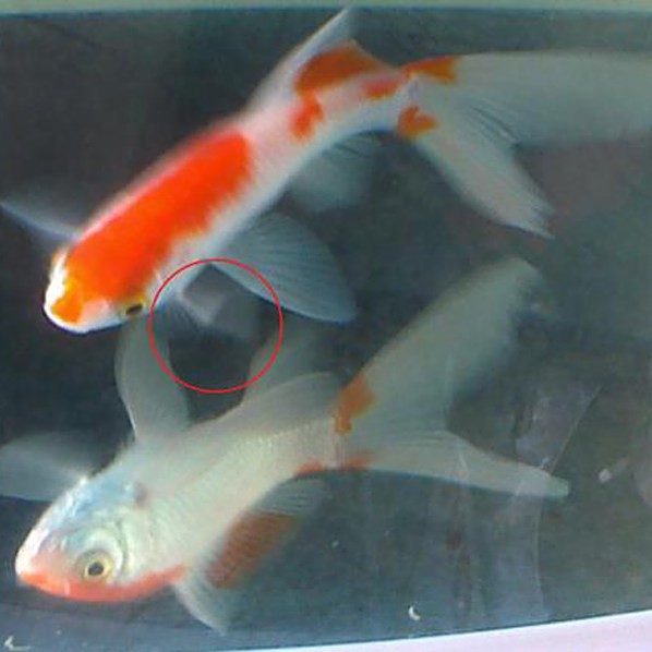 龍魚水霉病的癥狀有哪些？ 龍魚水霉病的癥狀有哪些？ 龍魚百科 第7張