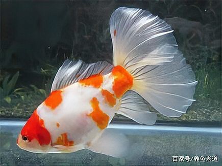 龍魚水霉病的癥狀有哪些？ 龍魚水霉病的癥狀有哪些？ 龍魚百科 第3張
