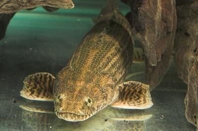 可以跟金龍魚混養的魚種：金龍魚可以和什么魚混養