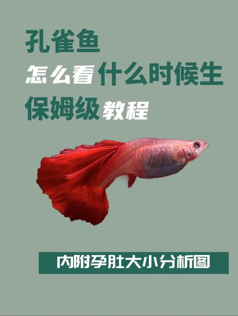 魚懷孕和腹水圖區別圖