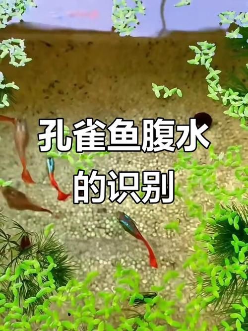 魚懷孕和腹水圖區別圖