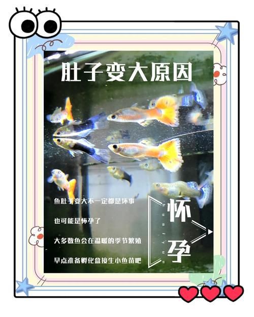 魚懷孕和腹水圖區別圖