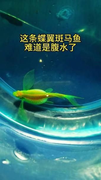 魚懷孕和腹水圖區別圖