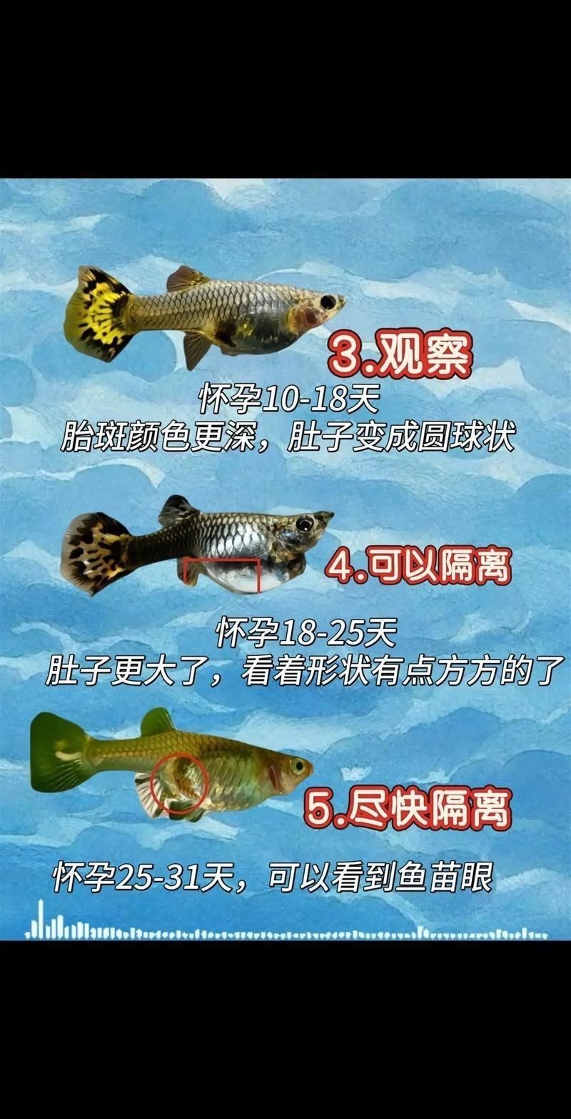 魚懷孕和腹水圖區別圖