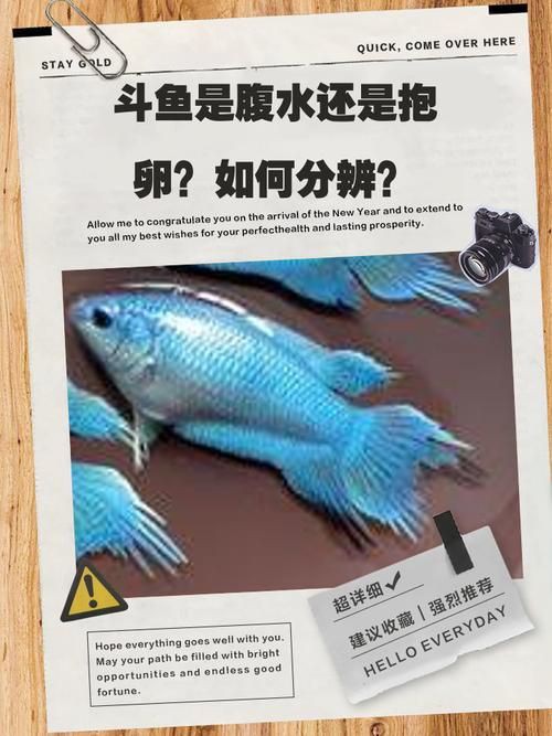 魚懷孕和腹水圖區別圖