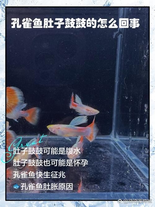 魚懷孕和腹水圖區別圖