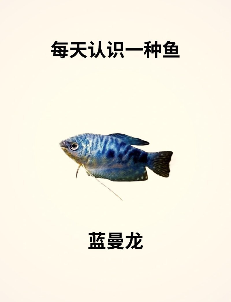 藍(lán)曼龍魚繁殖季節(jié)是什么時候？