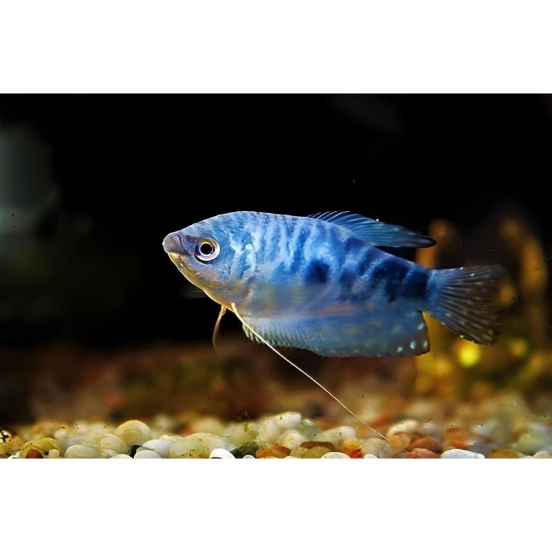 藍(lán)曼龍魚繁殖季節(jié)是什么時候？