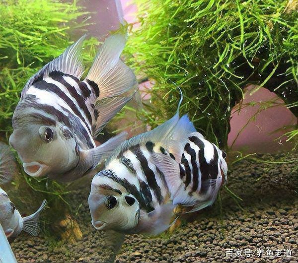 藍(lán)曼龍魚繁殖季節(jié)是什么時候？