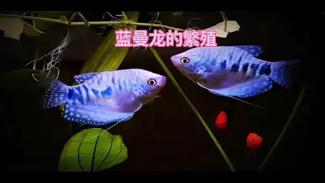 藍(lán)曼龍魚繁殖季節(jié)是什么時候？