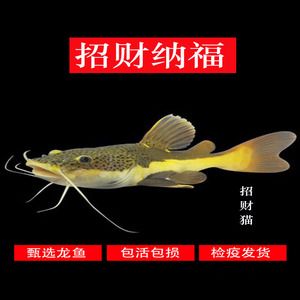 龍魚怎樣定期檢疫的：龍魚定期檢疫的方法