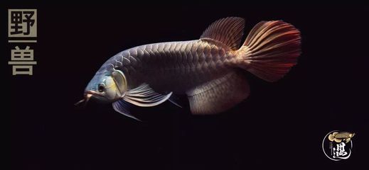 紅龍魚性格【如何判斷紅龍魚性格】