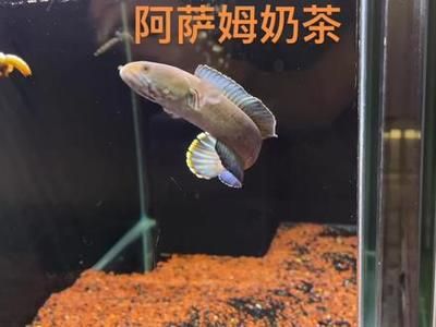 奶茶雷龍魚(yú)配對(duì)征兆：奶茶雷龍魚(yú)的配對(duì)征兆 奶茶雷龍魚(yú)配對(duì)征兆：奶茶雷龍魚(yú)的配對(duì)征兆 龍魚(yú)百科 第2張