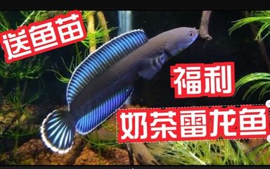 奶茶雷龍魚(yú)配對(duì)征兆：奶茶雷龍魚(yú)的配對(duì)征兆 奶茶雷龍魚(yú)配對(duì)征兆：奶茶雷龍魚(yú)的配對(duì)征兆 龍魚(yú)百科 第3張