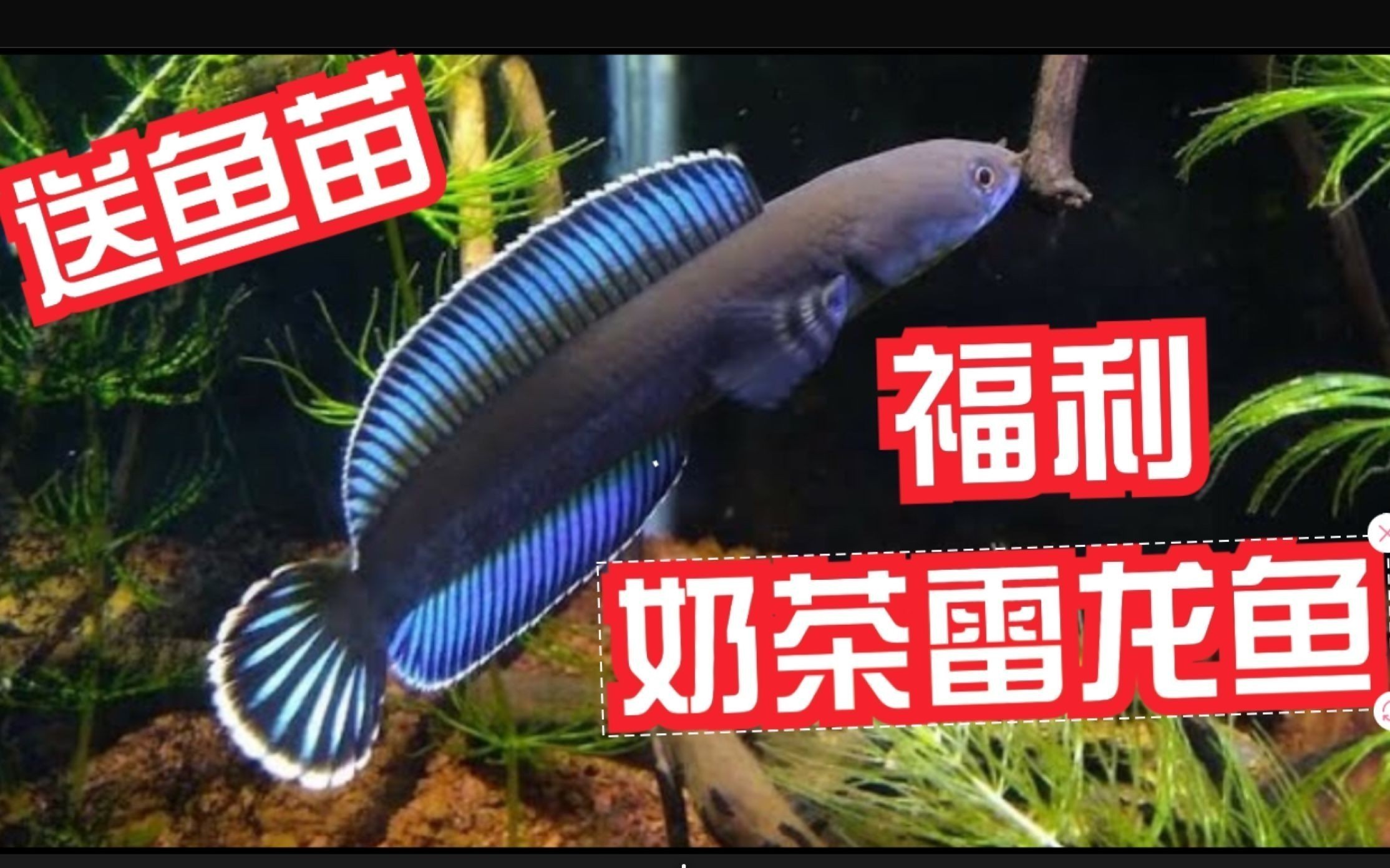 奶茶雷龍魚(yú)配對(duì)征兆：奶茶雷龍魚(yú)的配對(duì)征兆 奶茶雷龍魚(yú)配對(duì)征兆：奶茶雷龍魚(yú)的配對(duì)征兆 龍魚(yú)百科 第1張