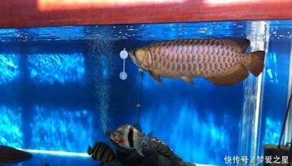 養龍魚真的可以改變風水嗎為什么不好養龍魚不好：養龍魚可以改變風水嗎
