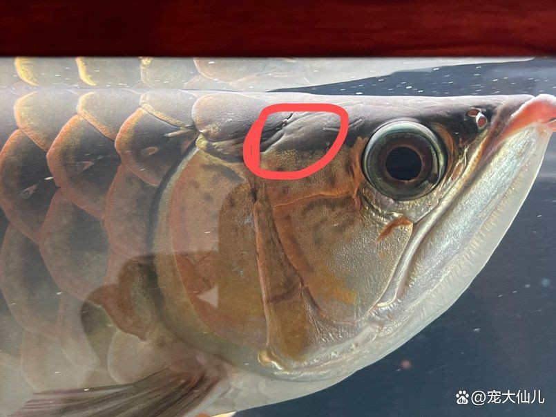 龍魚魚鱗下的寄生蟲