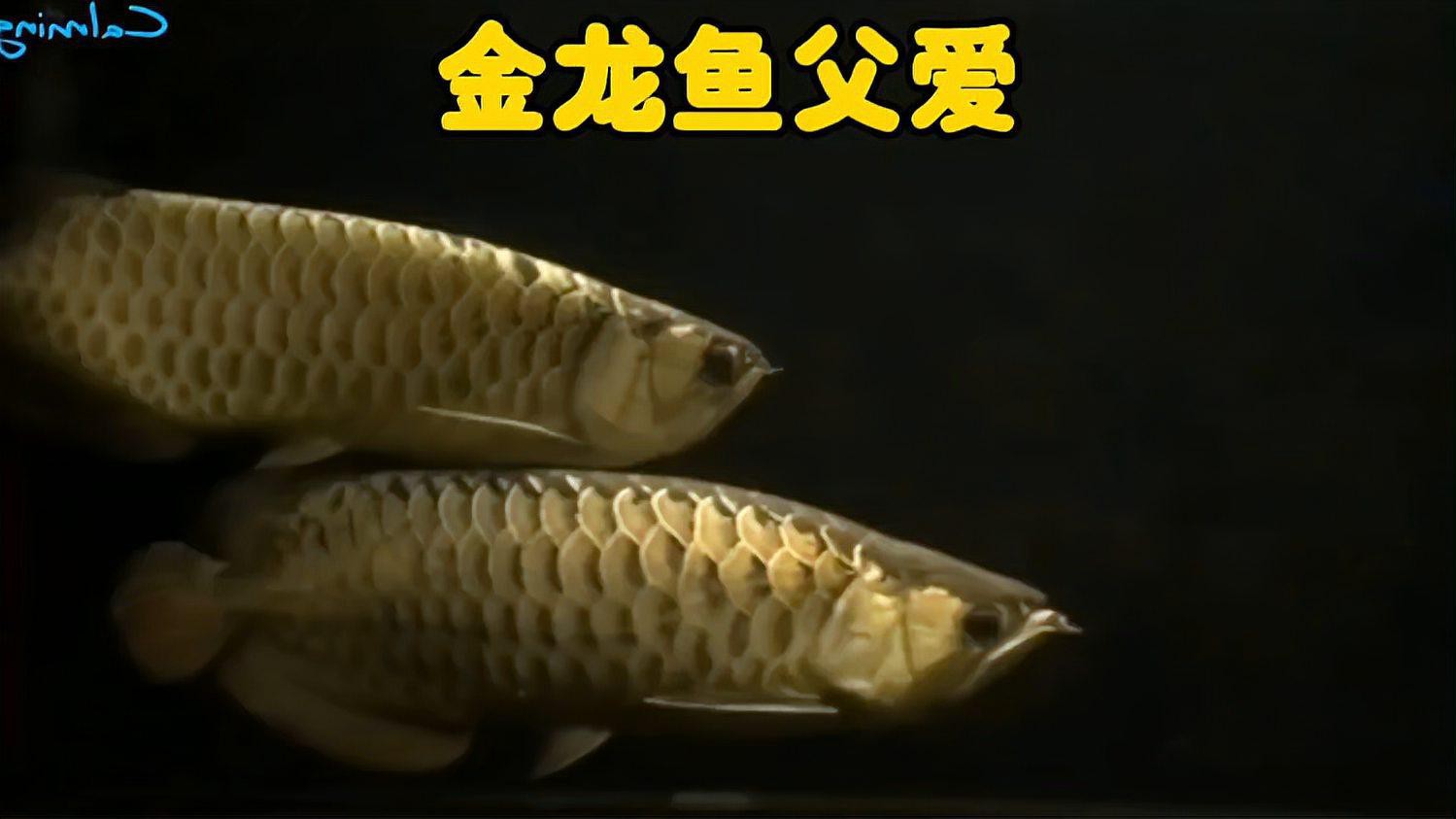海里金龍魚視頻大全 海里金龍魚視頻大全 龍魚百科 第2張