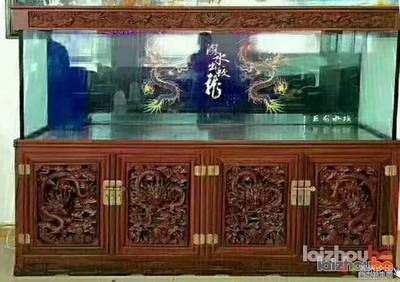 紅龍魚魚缸用什么壁紙顏色（養紅龍魚要什么顏色的背景）