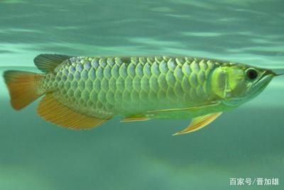 世界上最漂亮的金龍魚：世界上最漂亮的金龍魚可能因人而異，它們可能因人而異