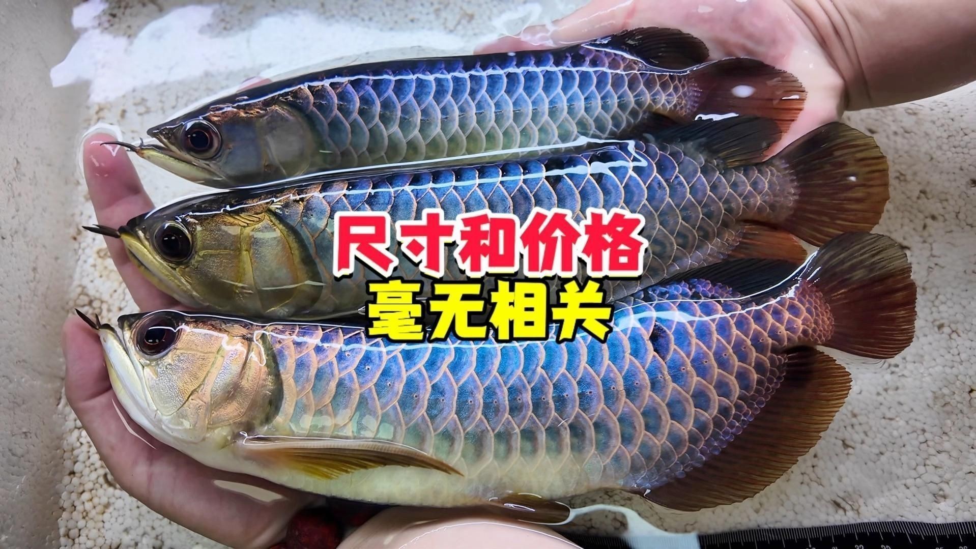 如何辨別龍魚品質優劣