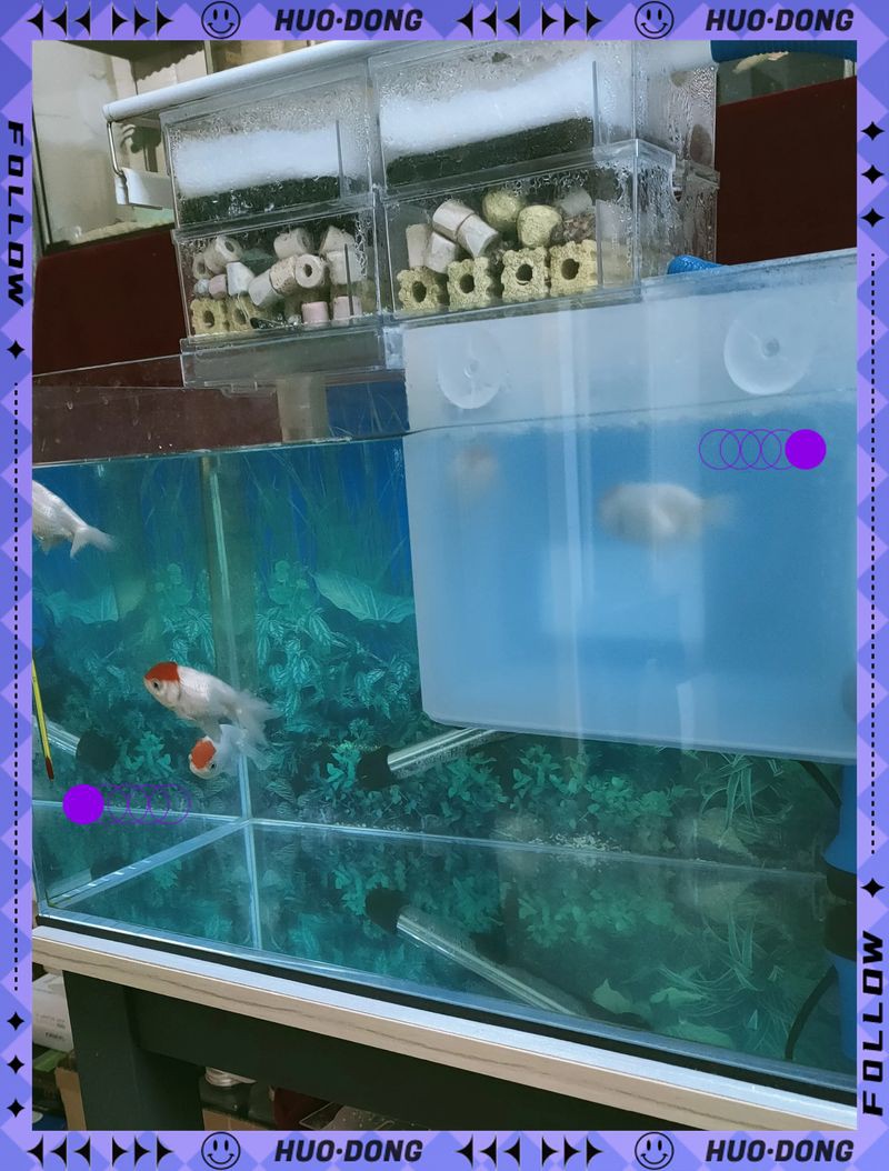 龍魚真菌感染治療方法