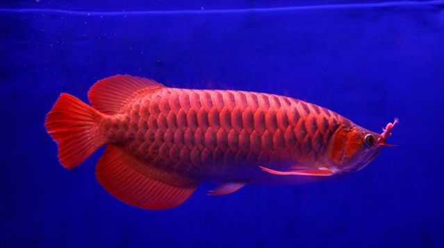 紅龍魚光照時間的科學(xué)安排：關(guān)于紅龍魚光照時間的科學(xué)安排