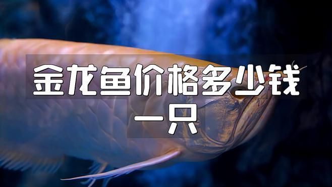金龍魚品種價(jià)格差異大嗎？