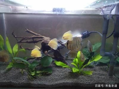 龍魚虎魚打架配條什么魚會好：龍魚和虎魚打架時的配魚策略時需要考慮到多種因素