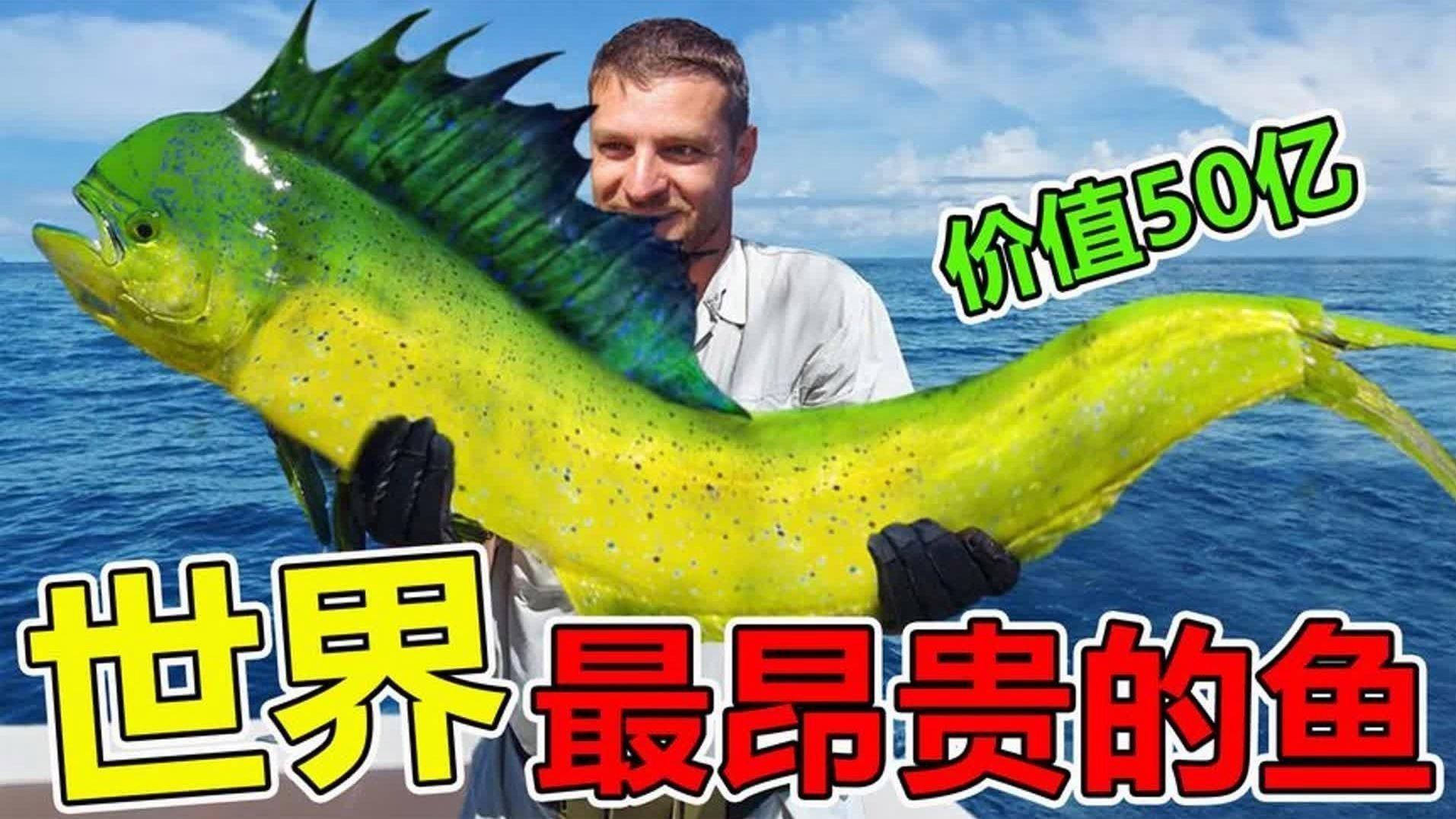 十大名貴的觀賞魚