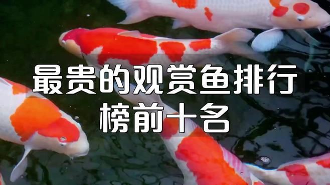 十大名貴的觀賞魚