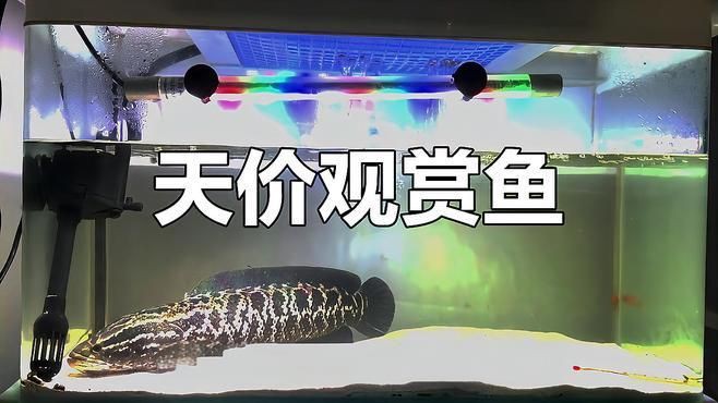 十大名貴的觀賞魚