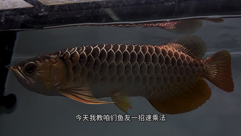 50厘米金龍魚的價格是多少？