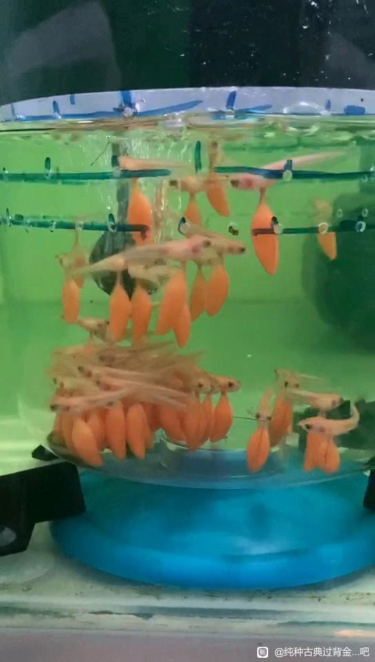 50厘米金龍魚的價格是多少？